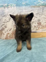 Light Pink Girl, a female Belgian Malinois and German Shepherd Dog for sale in Hattiesburg, MS – 5 of 8