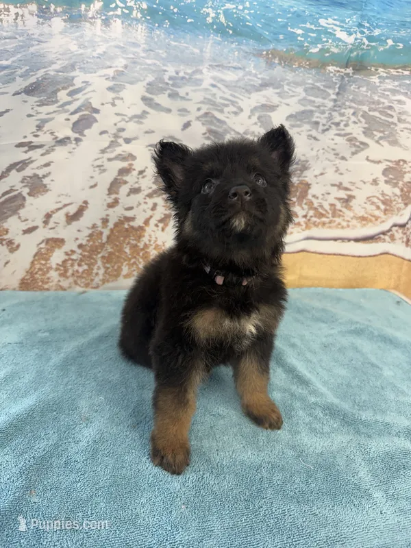 Lavender Girl – Belgian Malinois, German Shepherd Dog puppy on hold in Hattiesburg, MS