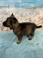 Light Pink Girl, a female Belgian Malinois and German Shepherd Dog for sale in Hattiesburg, MS – 6 of 8