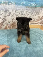 Light Green Boy, a male Belgian Malinois and German Shepherd Dog for sale in Hattiesburg, MS – 4 of 6