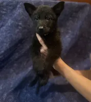 Gold Boy, a male Belgian Malinois and German Shepherd Dog for sale in Hattiesburg, MS – 2 of 5