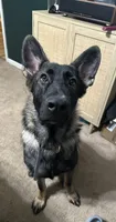 Light Green Boy, a male Belgian Malinois and German Shepherd Dog for sale in Hattiesburg, MS – 6 of 6