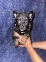 Lavender Girl, a female Belgian Malinois and German Shepherd Dog for sale in Hattiesburg, MS – 2 of 6