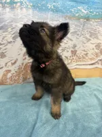 Light Pink Girl, a female Belgian Malinois and German Shepherd Dog for sale in Hattiesburg, MS – 2 of 8