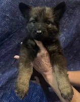 Light Pink Girl, a female Belgian Malinois and German Shepherd Dog for sale in Hattiesburg, MS – 4 of 8
