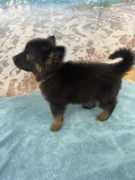 Lavender Girl, a female Belgian Malinois and German Shepherd Dog for sale in Hattiesburg, MS – 3 of 6