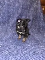 Lavender Girl, a female Belgian Malinois and German Shepherd Dog for sale in Hattiesburg, MS – 5 of 6