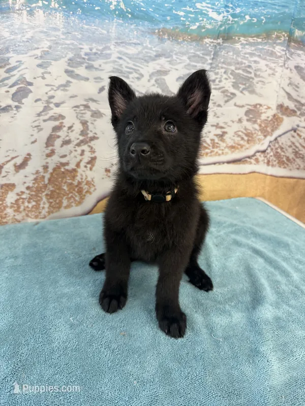 Gold Boy – Belgian Malinois, German Shepherd Dog puppy for sale in Hattiesburg, MS