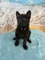 Gold Boy, a male Belgian Malinois and German Shepherd Dog for sale in Hattiesburg, MS – 1 of 5
