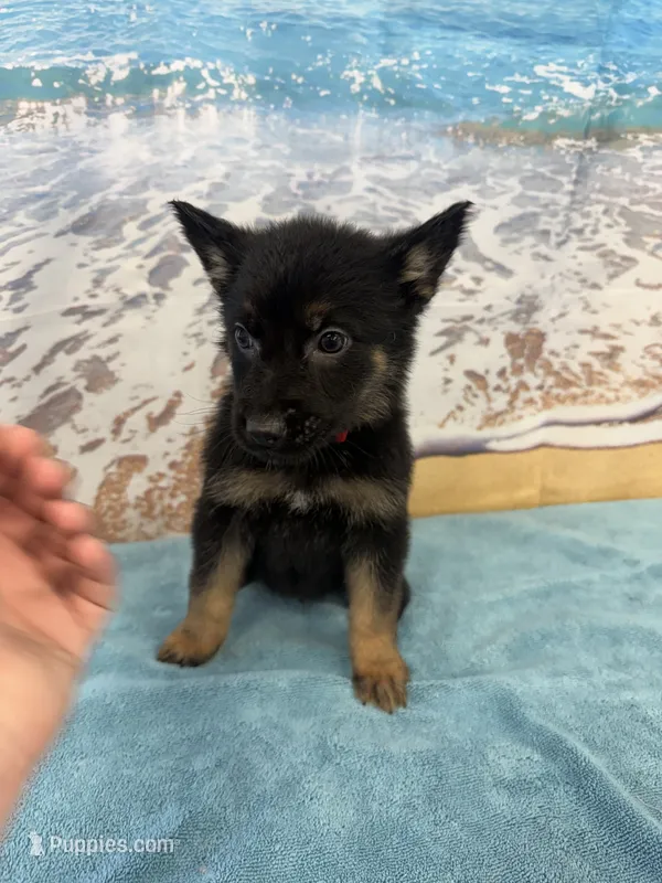 2Red Boy – Belgian Malinois, German Shepherd Dog puppy for sale in Hattiesburg, MS