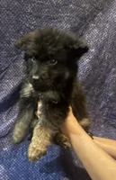 Light Green Boy, a male Belgian Malinois and German Shepherd Dog for sale in Hattiesburg, MS – 3 of 6