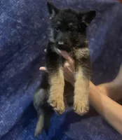 Dark Green Boy, a male Belgian Malinois and German Shepherd Dog for sale in Hattiesburg, MS – 2 of 4