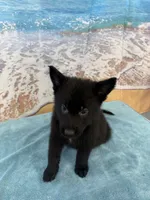 Black Boy, a male Belgian Malinois and German Shepherd Dog for sale in Hattiesburg, MS – 2 of 5