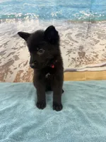 Hot Pink Girl, a female Belgian Malinois and German Shepherd Dog for sale in Hattiesburg, MS – 2 of 7