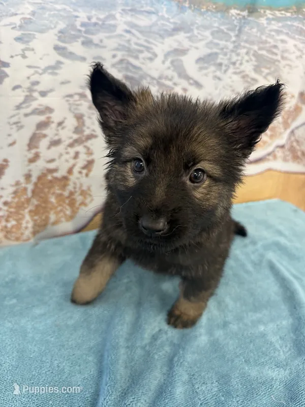 Light Pink Girl – Belgian Malinois, German Shepherd Dog puppy for sale in Hattiesburg, MS