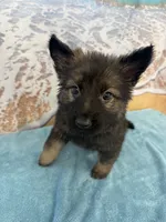 Light Pink Girl, a female Belgian Malinois and German Shepherd Dog for sale in Hattiesburg, MS – 1 of 8