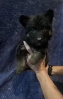 Light Green Boy, a male Belgian Malinois and German Shepherd Dog for sale in Hattiesburg, MS – 2 of 6