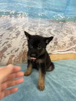 2Red Boy, a male Belgian Malinois and German Shepherd Dog for sale in Hattiesburg, MS – 2 of 5
