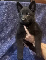 No Collar Boy, a male Belgian Malinois and German Shepherd Dog for sale in Hattiesburg, MS – 2 of 4