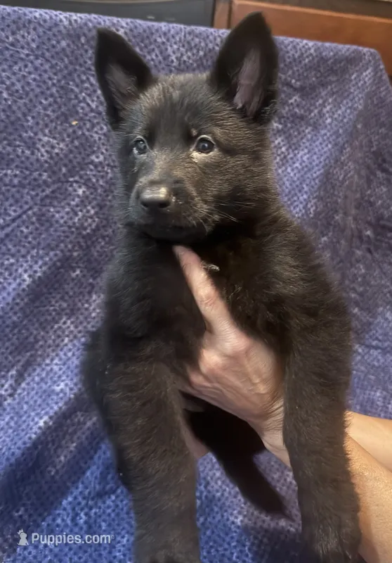 No Collar Boy – Belgian Malinois, German Shepherd Dog puppy on hold in Hattiesburg, MS