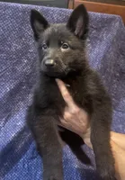 No Collar Boy, a male Belgian Malinois and German Shepherd Dog for sale in Hattiesburg, MS – 1 of 4