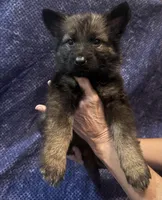 Light Pink Girl, a female Belgian Malinois and German Shepherd Dog for sale in Hattiesburg, MS – 3 of 8