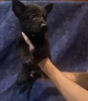 Gold Boy, a male Belgian Malinois and German Shepherd Dog for sale in Hattiesburg, MS – 3 of 5