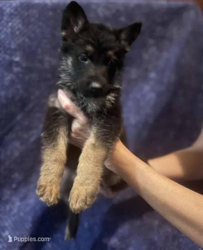Dark Green Boy – Belgian Malinois, German Shepherd Dog puppy on hold in Hattiesburg, MS