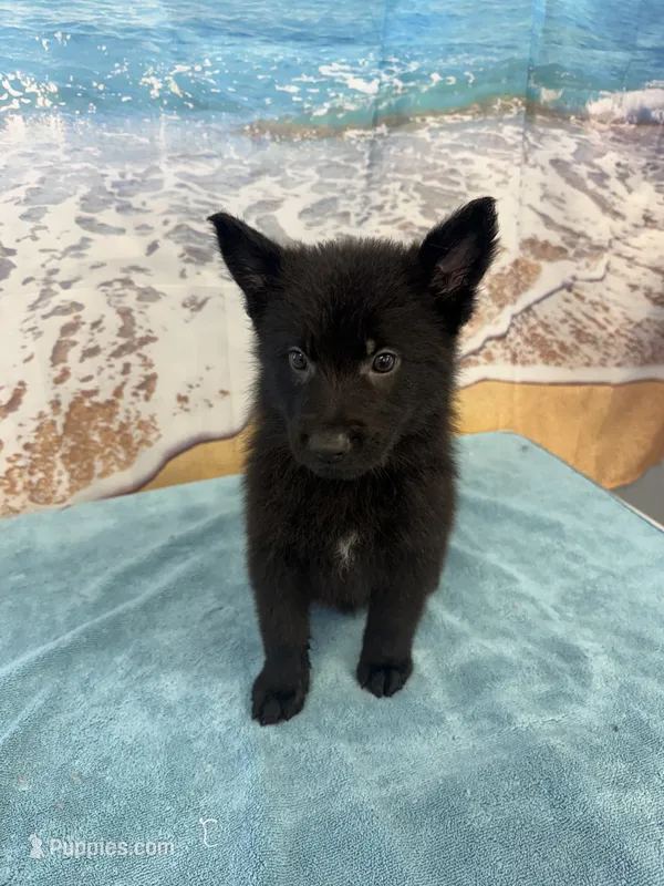Black Boy – Belgian Malinois, German Shepherd Dog puppy for sale in Hattiesburg, MS