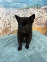 Black Boy, a male Belgian Malinois and German Shepherd Dog for sale in Hattiesburg, MS – 1 of 5