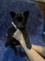 Hot Pink Girl, a female Belgian Malinois and German Shepherd Dog for sale in Hattiesburg, MS – 3 of 7