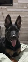 No Collar Boy, a male Belgian Malinois and German Shepherd Dog for sale in Hattiesburg, MS – 4 of 4