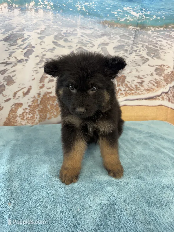 Light Green Boy – Belgian Malinois, German Shepherd Dog puppy for sale in Hattiesburg, MS