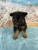 Light Green Boy, a male Belgian Malinois and German Shepherd Dog for sale in Hattiesburg, MS – 1 of 6