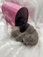 processed/02fe3962-b1e5-4e87-a390-8d23313bef12/facility/f9c66aad-32e1-4202-b284-cea3f4229d4c