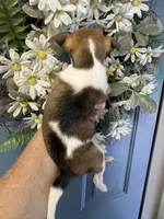 AKC Ginny Lynn, a female Chihuahua for sale in Chesapeake, VA – 2 of 2