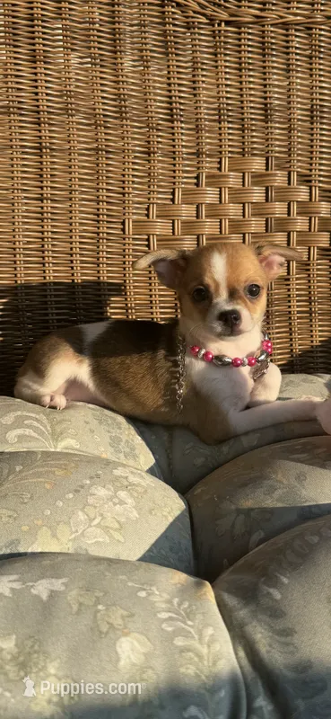 AKC Ginny Lynn – Chihuahua puppy for sale in Chesapeake, VA
