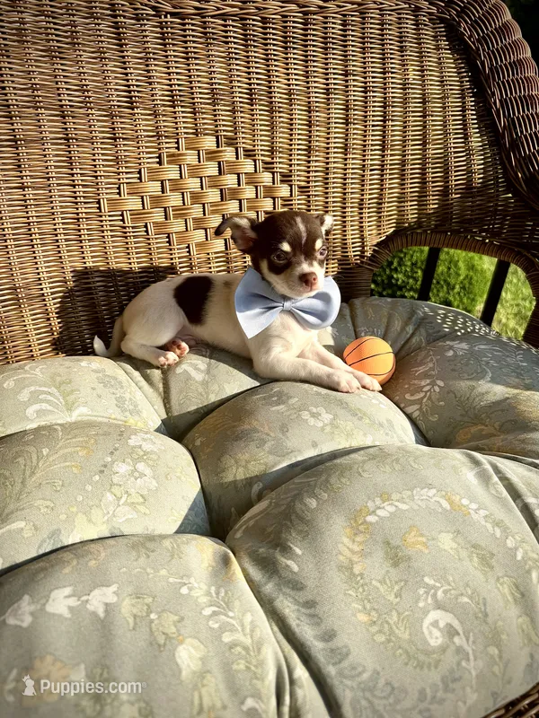 AKC Ranger  – Chihuahua puppy for sale in Chesapeake, VA