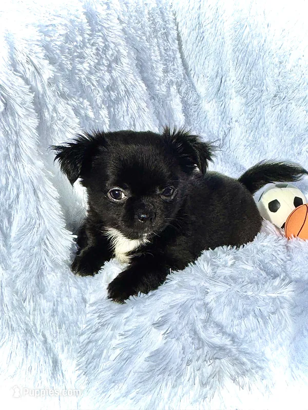 AKC Oreo – Chihuahua puppy for sale in Chesapeake, VA