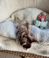 Benjamin Buttons, a male Chihuahua for sale in Chesapeake, VA – 8 of 8