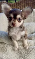 Benjamin Buttons, a male Chihuahua for sale in Chesapeake, VA – 5 of 8