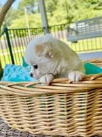 AKC Aspen, a male Chihuahua for sale in Chesapeake, VA – 2 of 5