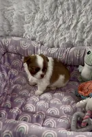 AKC Barkley, a male Chihuahua for sale in Chesapeake, VA – Photo 3 of 9