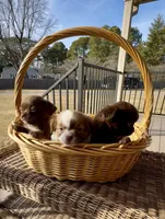 AKC Barkley, a male Chihuahua for sale in Chesapeake, VA – Photo 2 of 9