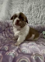 AKC Barkley, a male Chihuahua for sale in Chesapeake, VA – Photo 4 of 9