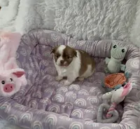 AKC Barkley, a male Chihuahua for sale in Chesapeake, VA – Photo 8 of 9