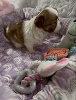 AKC Barkley, a male Chihuahua for sale in Chesapeake, VA – Photo 5 of 9