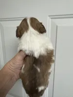 AKC Barkley, a male Chihuahua for sale in Chesapeake, VA – Photo 7 of 9