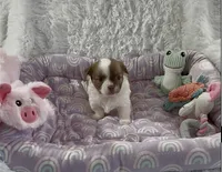 AKC Barkley, a male Chihuahua for sale in Chesapeake, VA – Photo 9 of 9