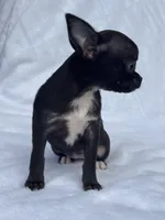 AKC Tiny Clifford , a male Chihuahua for sale in Chesapeake, VA – 3 of 4